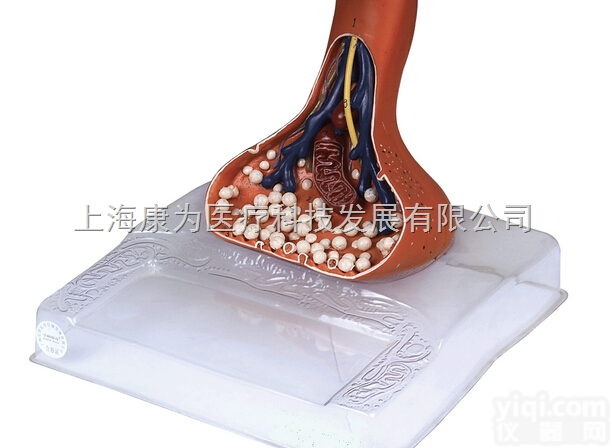 HAM1589  神经末梢突触放大模型|<em>神经系统</em>系列