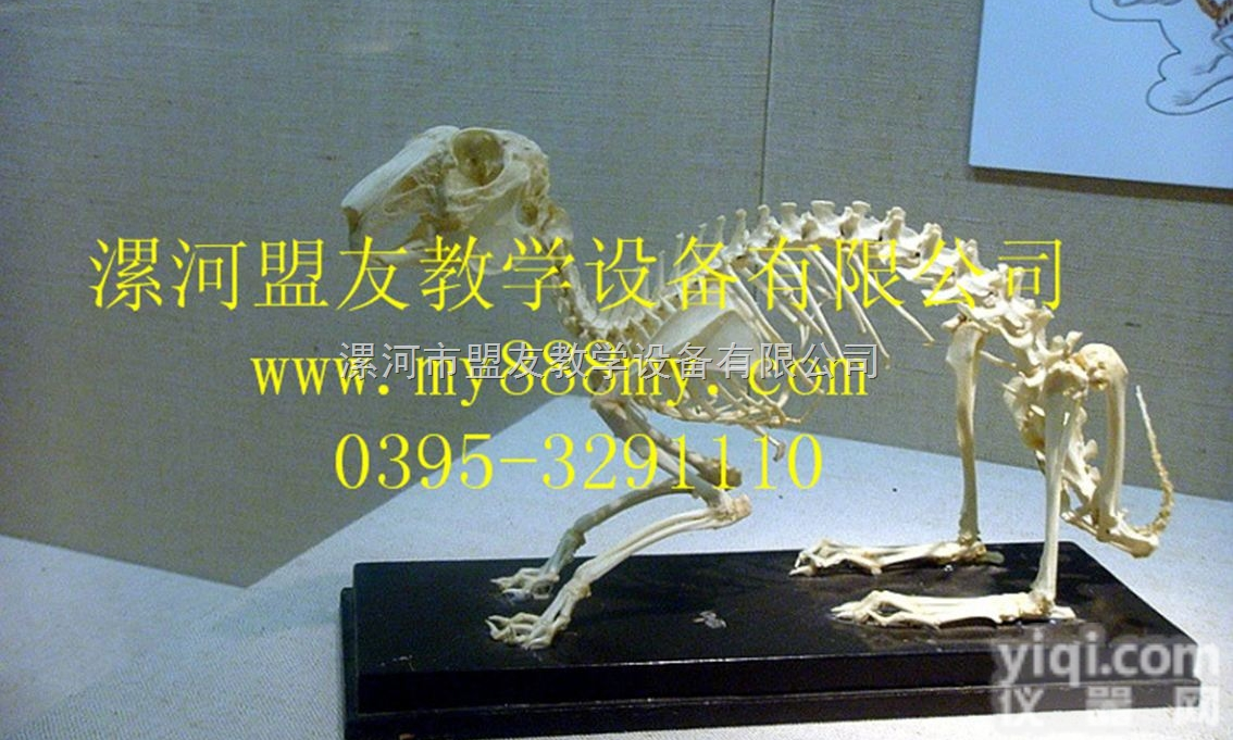 <em>骨骼</em><em>标本</em>  <em>骨骼</em><em>标本</em>-图为兔<em>骨骼</em><em>标本</em>