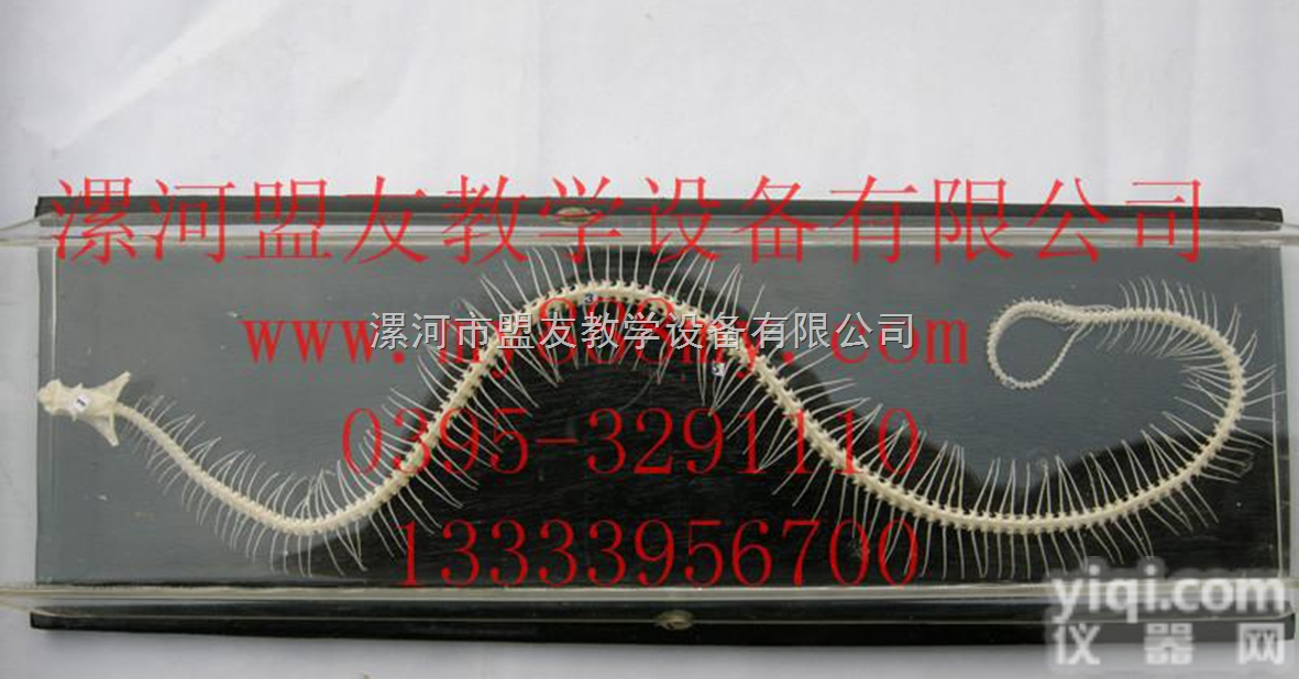 <em>骨骼</em><em>标本</em>  <em>骨骼</em><em>标本</em>-图为蛇<em>骨骼</em><em>标本</em>