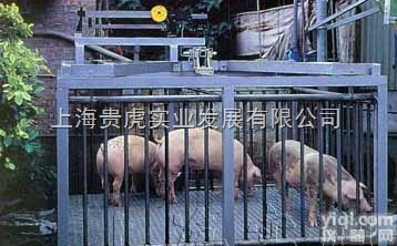 GH-SCS  黑龙江3吨称牛<em>地磅</em>，<em>畜牧</em><em>地磅</em>秤3吨<em>价格</em>