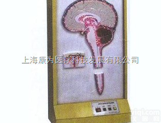 EMD5119  <em>脑脊液</em>循环<em>电动</em><em>模型</em>