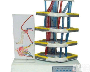 EMD5132  <em>脊髓</em>反射与<em>损伤</em>表现电动模型