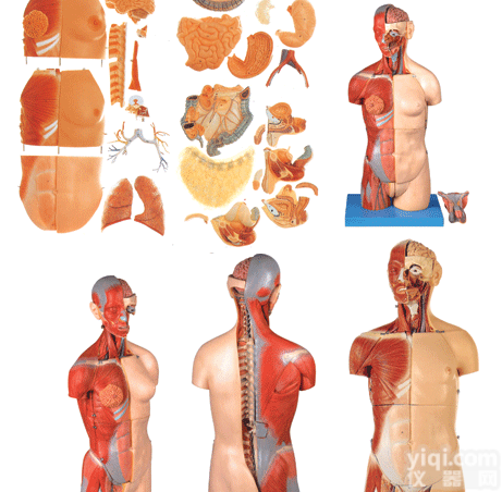 HAM1649  两性互换肌肉<em>内脏</em>背部开放式头颈<em>躯干</em><em>模型</em>