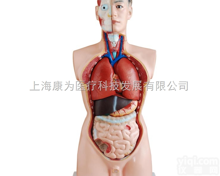 HAM1640  男性躯干模型85cm（19件）|<em>系统解剖学系列</em>