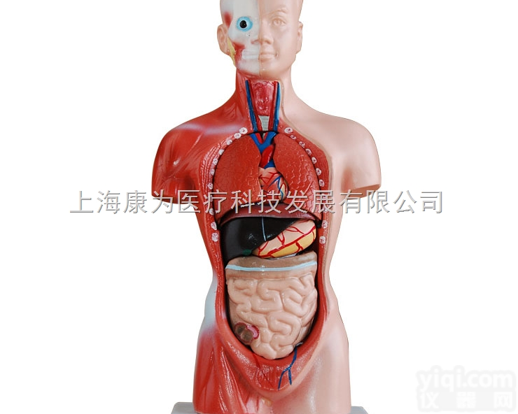 HAM1644  人体躯干<em>模型</em>26CM|<em>系统</em>解剖学系列