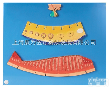 HAM1250  月经周期<em>模型</em>|<em>内分泌</em>系统系列