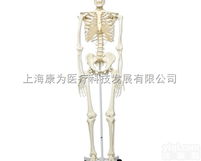 A10  标准骨骼架Stan, 直立<em>轮式</em>5脚支架|<em>德国</em>3B人体解剖模型