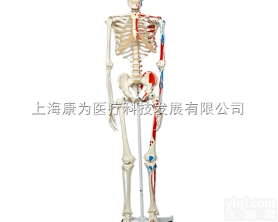 A11  肌肉骨骼架Max, <em>轮式</em>5脚支架|<em>德国</em>3B人体解剖模型