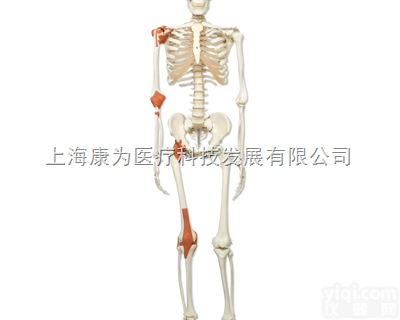 A12  经典型韧带骨骼Leo，<em>轮式</em>5脚支架|<em>德国</em>3B人体解剖模型