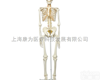 A15  豪华型骨骼Fred，<em>轮式</em>5脚支架|<em>德国</em>3B人体解剖模型