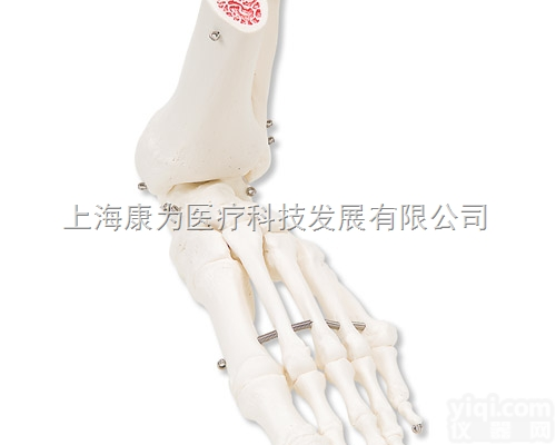 A31L  足骨骼，带有不锈钢丝连接可活动的胫骨和腓骨，左|<em>德国3B人体解剖模型</em>