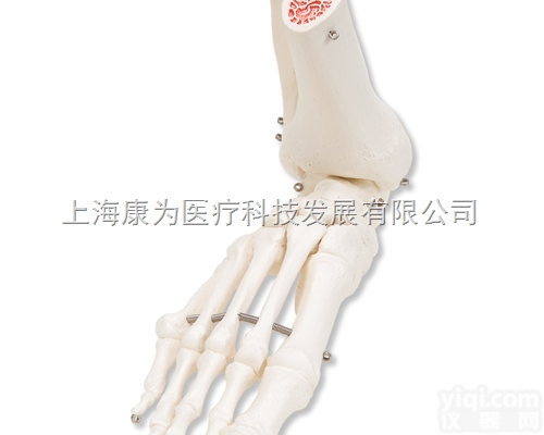 A31R  足骨骼，带有不锈钢丝连接可活动的胫骨和腓骨，右|<em>德国3B人体解剖模型</em>