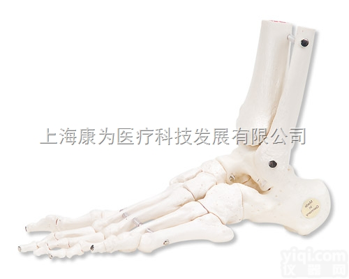 A31/1L  足骨骼，带有可灵活活动的胫骨和腓骨，左|<em>德国3B人体解剖模型</em>