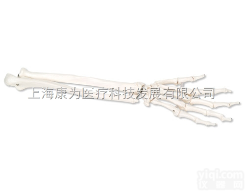 A40/3L  手骨骼，带有部分<em>尺骨</em>和<em>桡骨</em>，灵活移动连接，左|德国3B人体解剖模型