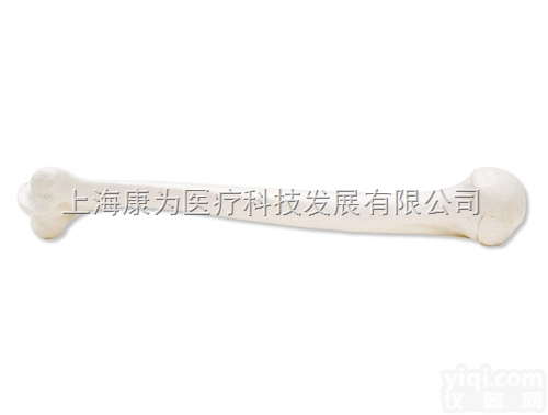A45/1L  <em>肱骨</em>，左|德国3B人体解剖模型