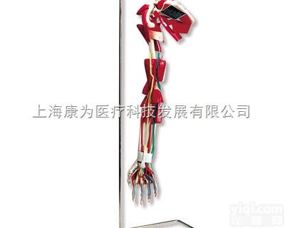 W47004  豪华型臂模型|<em>德国3B人体解剖模型</em>