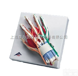 W47005  豪华型手和腕模型|<em>德国3B人体解剖模型</em>