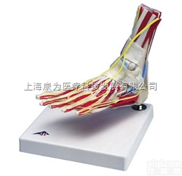 W47008  豪华型足与踝模型|<em>德国3B人体解剖模型</em>