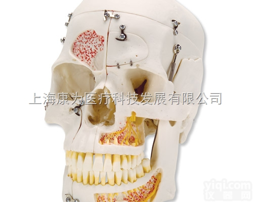 A27  豪华型教学演示颅模型， 10部分|<em>德国3B人体解剖模型</em>