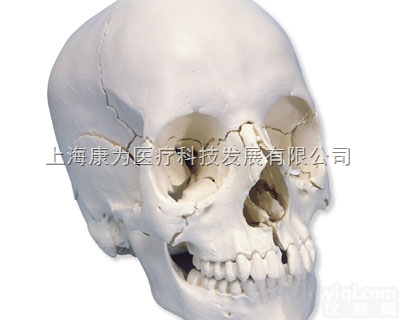 A290  插件颅模型 /解剖版，22部分|<em>德国3B人体解剖模型</em>