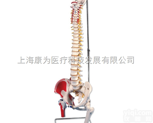 A58/3  带股骨头和着色肌肉的经典活动脊柱模型|<em>德国3B人体解剖模型</em>