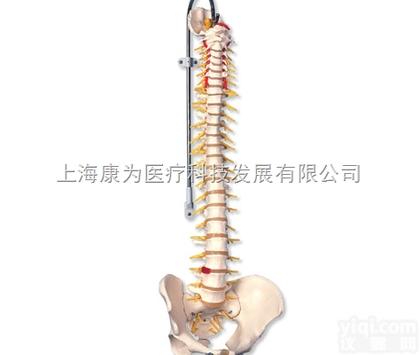 A58/5  豪华型活动脊柱模型|<em>德国3B人体解剖模型</em>
