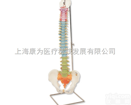 A58/8  教学用活动脊柱模型|<em>德国3B人体解剖模型</em>