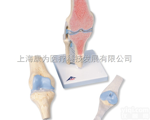 A89  膝关节截面模型，3部分|<em>德国3B人体解剖模型</em>