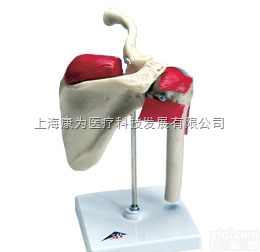 W47002  运动肩模型|<em>德国3B人体解剖模型</em>