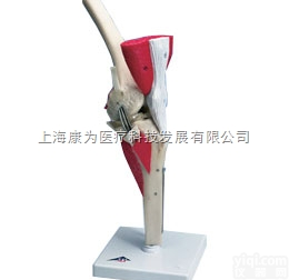 W47007  豪华型膝模型|<em>德国3B人体解剖模型</em>
