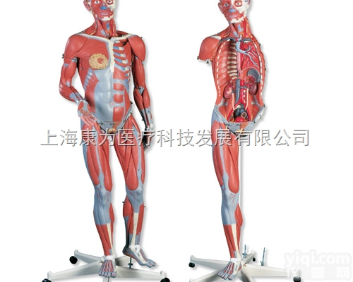 B51  豪华型女性人体<em>肌肉</em>臂<em>模型</em>，23部分|德国3B人体<em>解剖</em><em>模型</em>