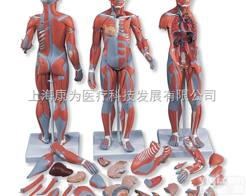 B55  完整两性人体肌肉<em>模型</em>，带内部<em>器官</em>，33部分|德国3B人体解剖<em>模型</em>