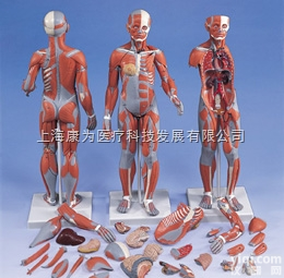 B56  完整女性人体肌肉模型， 21部分|<em>德国3B人体解剖模型</em>