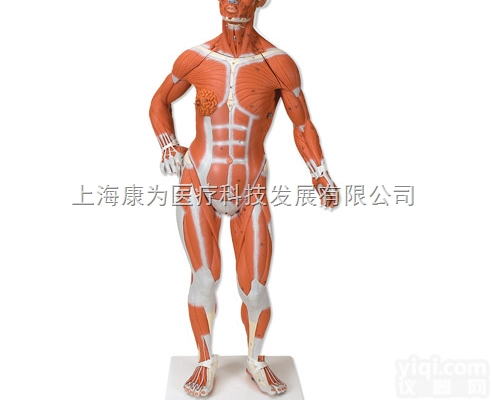 B59  人体<em>肌肉</em>小<em>模型</em>，实物1/4，2部分|德国3B人体<em>解剖</em><em>模型</em>