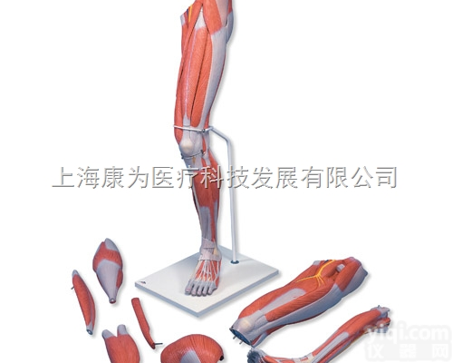 M21  豪华型腿肌模型，7部分|<em>德国3B人体解剖模型</em>