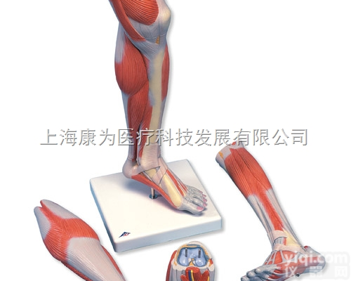 M22  豪华型带膝的小腿肌模型，3部分|<em>德国3B人体解剖模型</em>