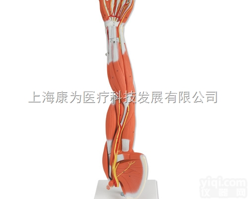 M10  可分解臂肌模型，6部分|<em>德国3B人体解剖模型</em>