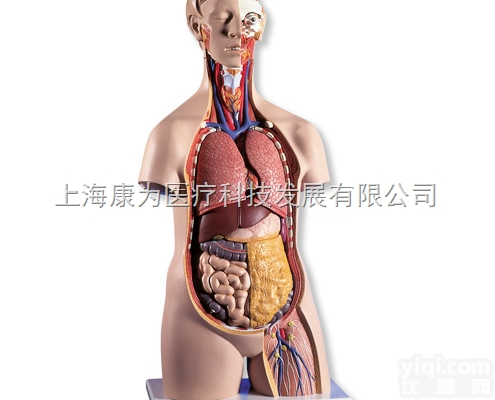 B13  经典无性躯干模型，14部分|<em>德国3B人体解剖模型</em>