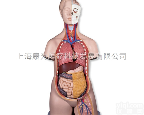 B09  标准无性躯干模型，12部分|<em>德国3B人体解剖模型</em>