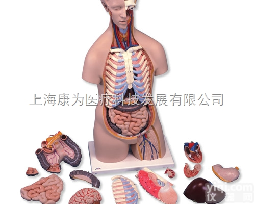 B11  经典无性躯干模型，16部分|<em>德国3B人体解剖模型</em>