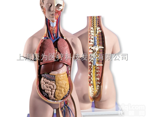 B19  经典<em>无性</em><em>躯干</em>模型<em>后背</em>开放，18部分|德国3B人体解剖模型