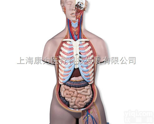 B17  经典<em>无性</em><em>躯干</em><em>模型</em>后背开放，21部分|德国3B人体解剖<em>模型</em>