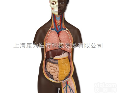 B36  非洲人躯干无性，14部分|<em>德国3B人体解剖模型</em>