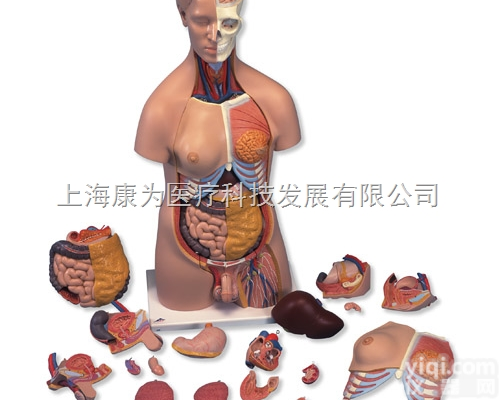 B32  豪华型两性躯干模型，20部分|<em>德国3B人体解剖模型</em>