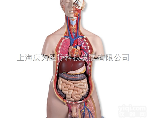 B15  男性<em>豪华型</em><em>躯干</em>模型，带头，20部分|德国3B人体解剖模型