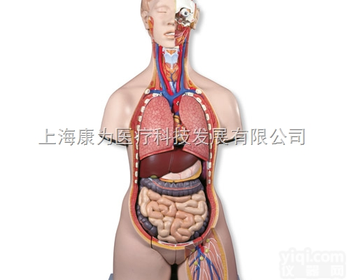 B35  <em>豪华型</em>两性<em>躯干</em>模型后背开放，28部分|德国3B人体解剖模型