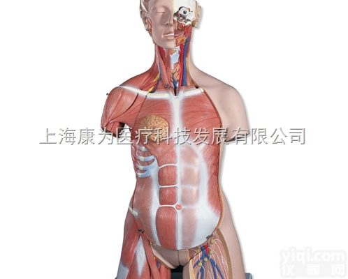 B40  豪华型肌肉躯干模型，31部分|<em>德国3B人体解剖模型</em>