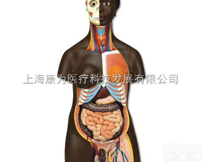 B37  非洲人躯干两性模型，24部分|<em>德国3B人体解剖模型</em>