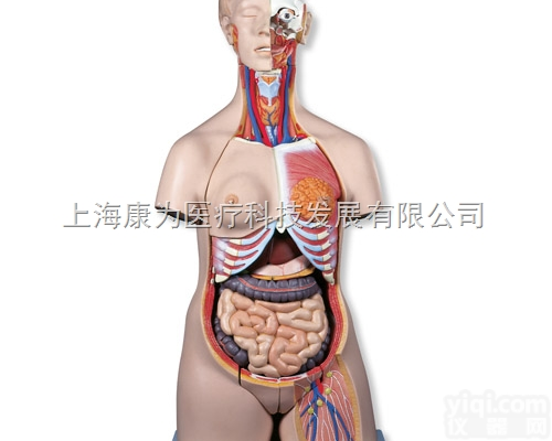 B30  豪华型两性躯干模型，24部分|<em>德国3B人体解剖模型</em>