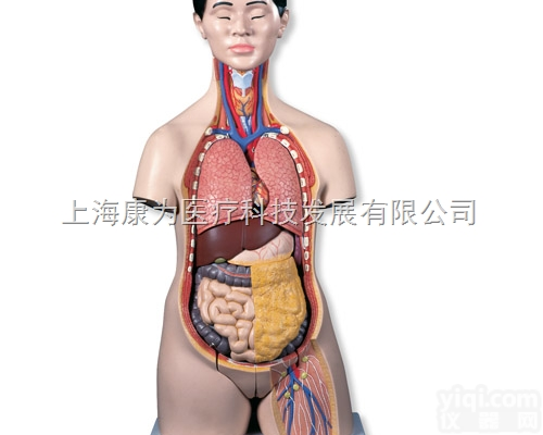 B32/1  亚洲人两性躯干模型|<em>德国3B人体解剖模型</em>